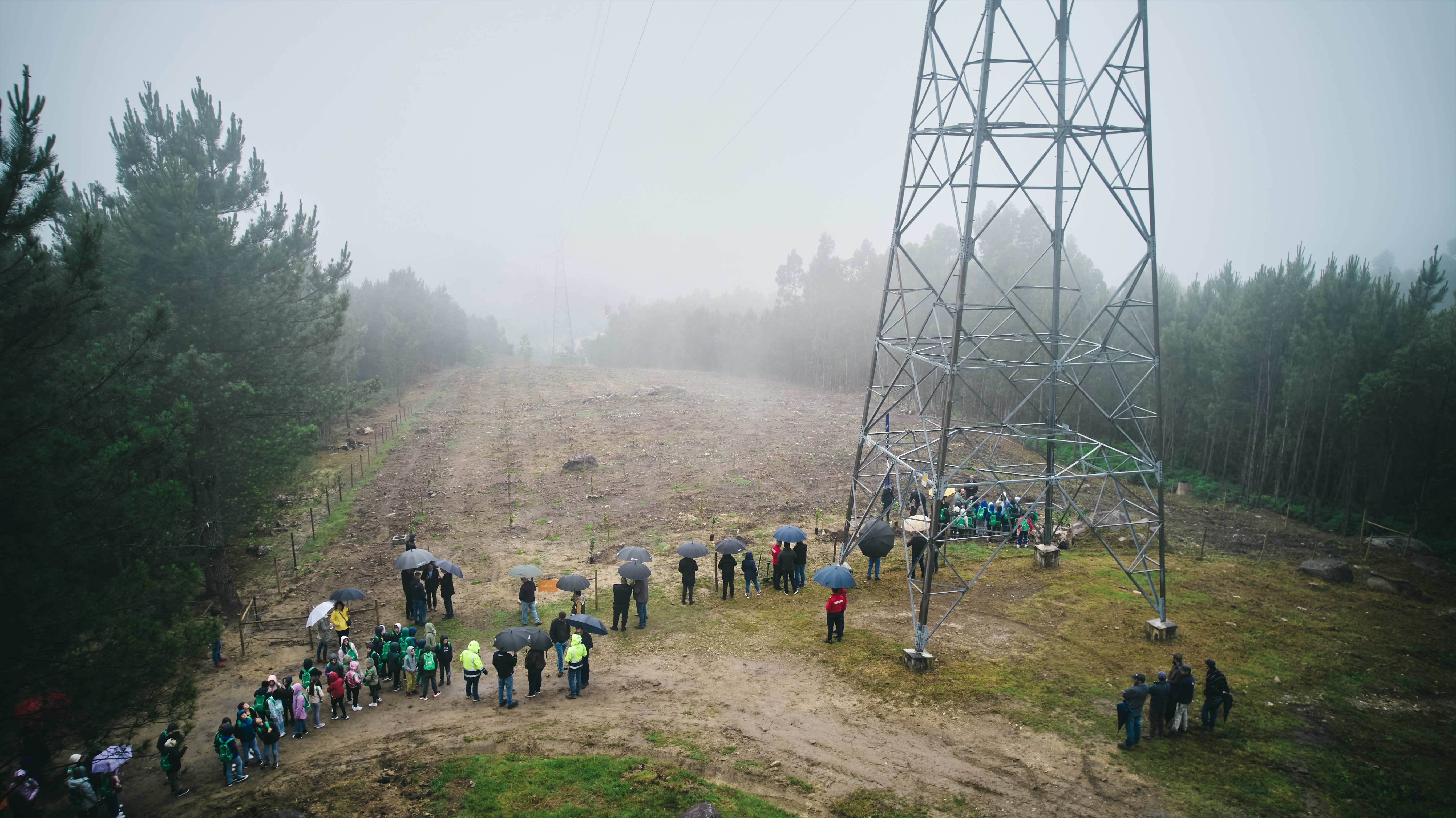 Plantação de Laranjeiras de Ermelo nos Baldios de São Jorge