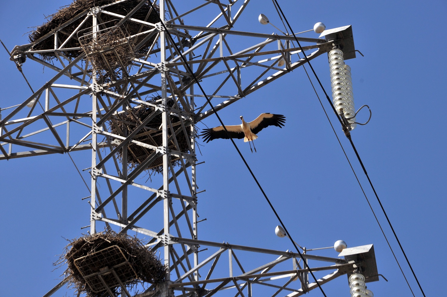 cegonhas e ninhos em apoio de linha de alta tensão